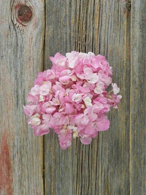 MAGIC PINK PINK HYDRANGEA